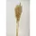 Giant reed natúr