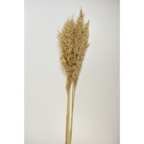 Giant reed natúr
