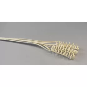 Cane Spring fehérített