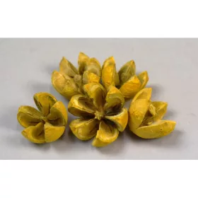 Tulipán termés feh.sárga