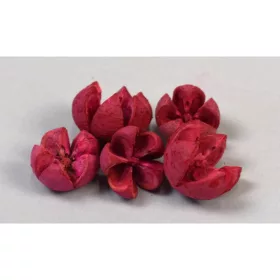 Tulipán termés feh.piros