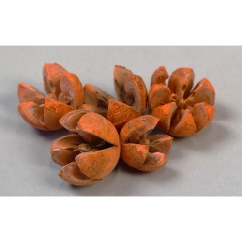 Tulipán termés feh.narancs