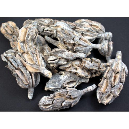 Magnolia termés zúzmarás