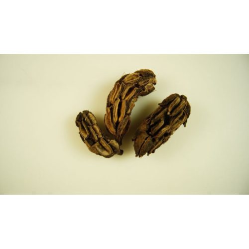 Magnolia termés natúr