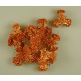 Luffa propeller méz