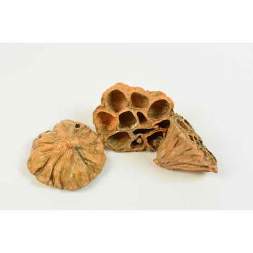 Lotus közepes 6-8cm viaszos narancs
