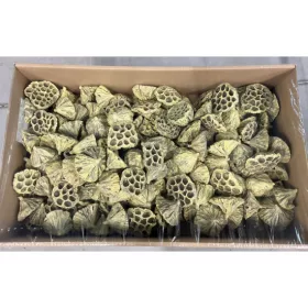 Lotus közepes 6-8cm viaszos krém Z377. árcsop.