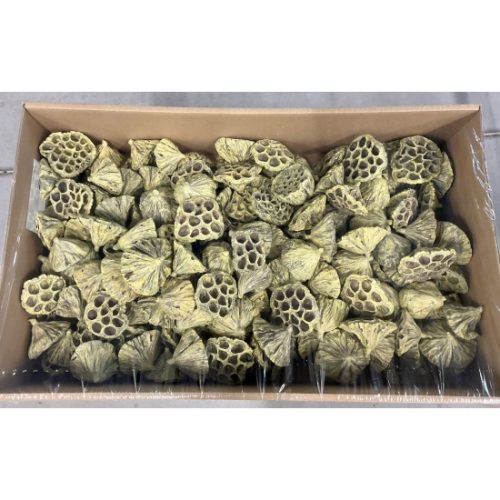 Lotus közepes 6-8cm viaszos krém Z377. árcsop.