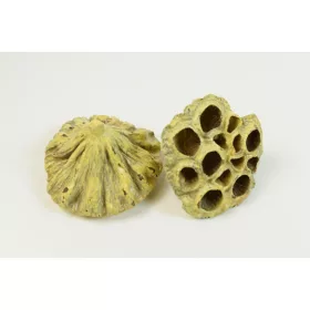 Lotus közepes 6-8cm viaszos krém