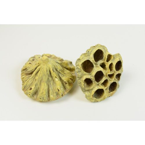 Lotus közepes 6-8cm viaszos krém