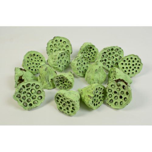 Lotus kicsi 4-6cm falfestékes vil.zöld