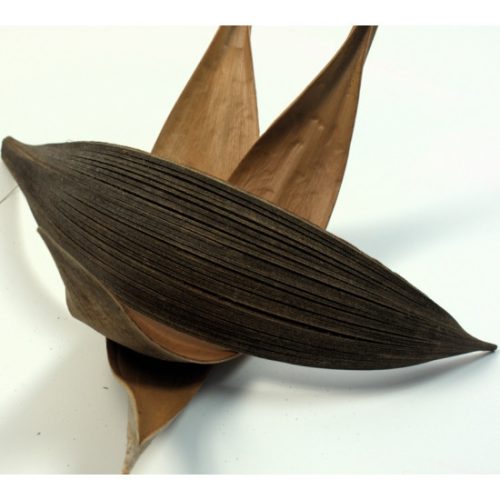 Kókuszcsónak 15-25cm natúr