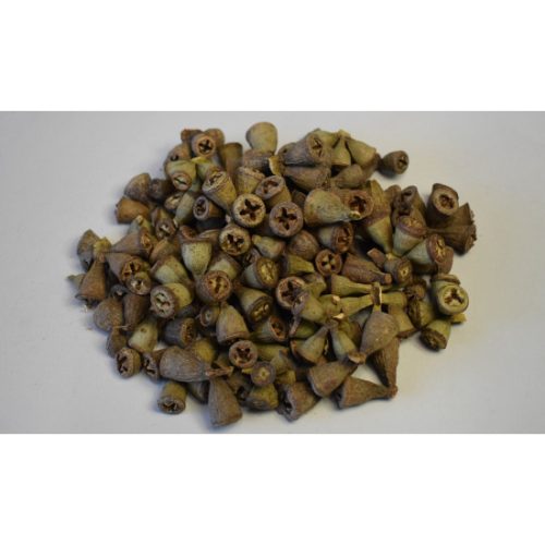 Eukalyptus termés mini natúr