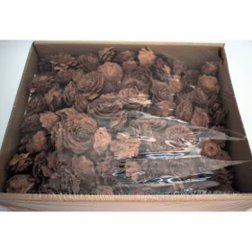Cédrus rózsa fej 5-7cm natúr Z396. árcsop.