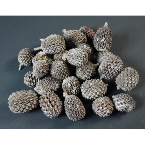 Casuarina XXL zúzmarás