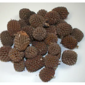 Casuarina XXL natúr