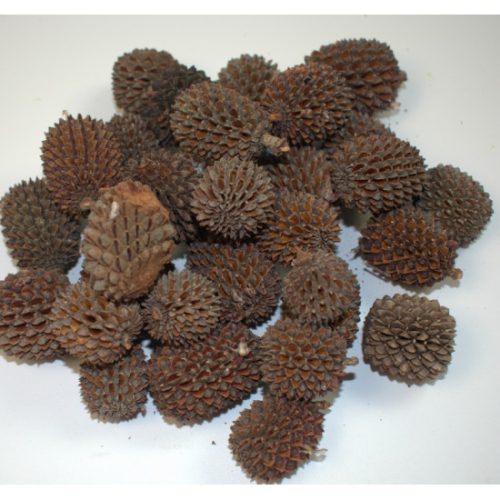 Casuarina XXL natúr