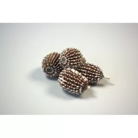 Casuarina XXL havas