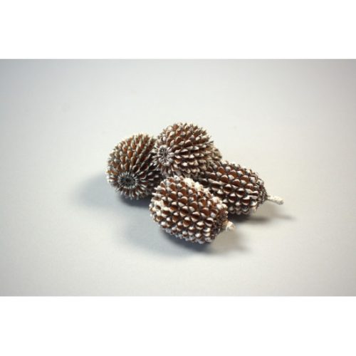Casuarina XXL havas
