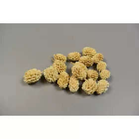 Casuarina fehérített