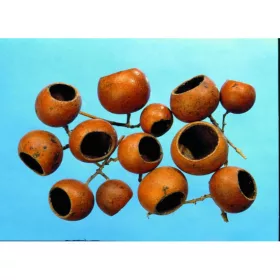 Bell cup mini natúr