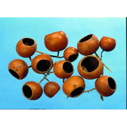 Bell cup mini natúr