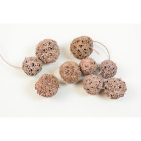 Ámbrafa termés kínai falfestékes mályva