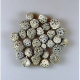 Ámbrafa termés kínai falfestékes fehér