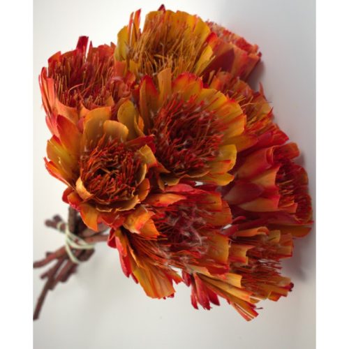 Protea vágott piros