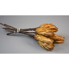 Protea sárga natúr