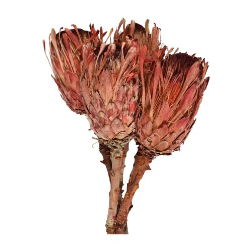 Protea macrophylla piros