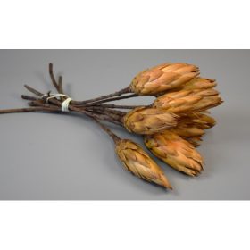 Protea sárga bimbó natúr