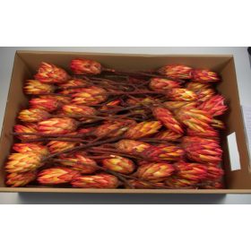 Protea piros natúr Z088. árcsop.