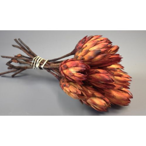 Protea piros III. oszt. natúr