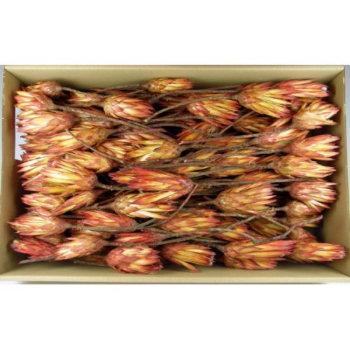 Protea piros II. oszt. natúr Z087. árcsop.
