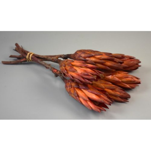Protea piros II. oszt. natúr