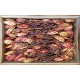 Protea piros bimbó II. oszt. natúr Z146. árcsop.