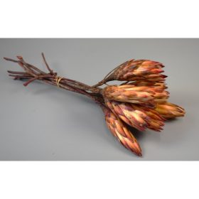 Protea piros bimbó II. oszt. natúr