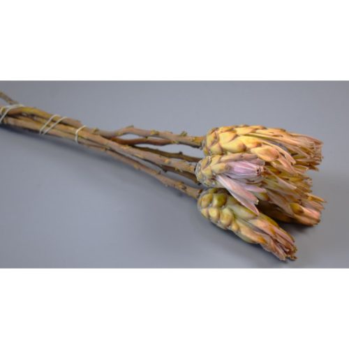 Protea pink natúr