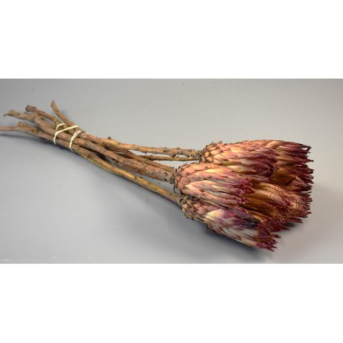 Protea obtusifolia natúr
