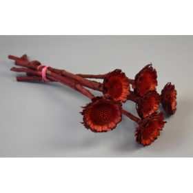 Protea margaréta sötét piros