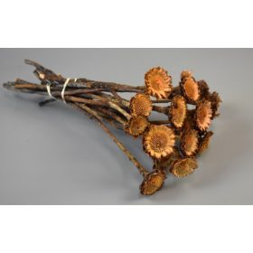 Protea margaréta mini sötét natúr