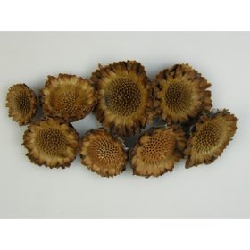 Protea margaréta fej sötét natúr