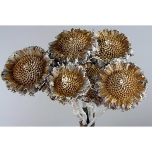 Protea margaréta falfestékes fehér
