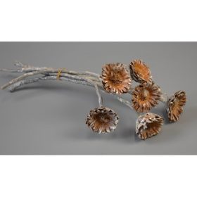 Protea compacta margaréta zúzmarás