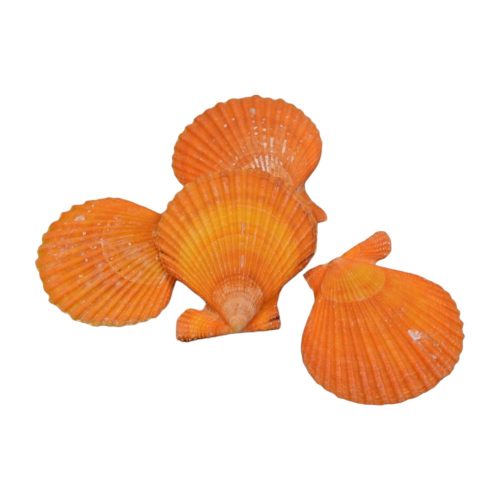 Shells 1kg Australian Scallops orange