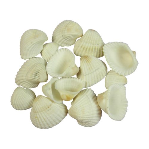 Shells 1kg Chippi-Shells 2-3cm mini white nat