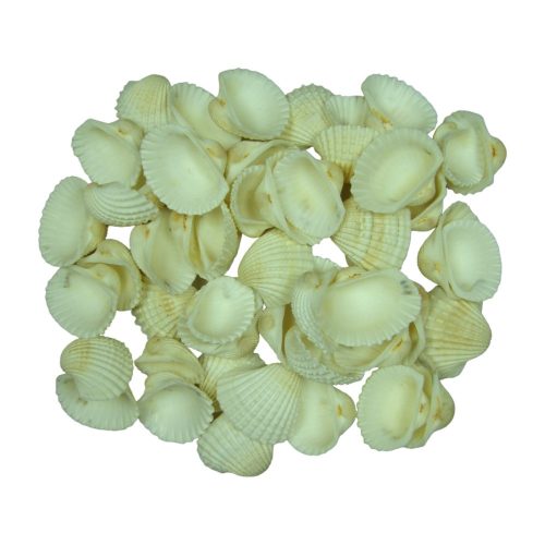 Shells 1kg Chippi-Shívkajló 5-7cm medium white nat