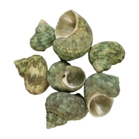 Shells 1kg Snail Aquamarina natural