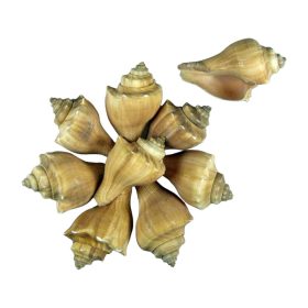 Shells 1kg Pear snail red natural